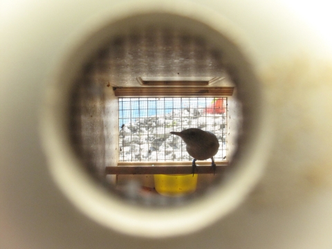 Looking through a small hole in a bird holding box you can see a small brown bird perched.