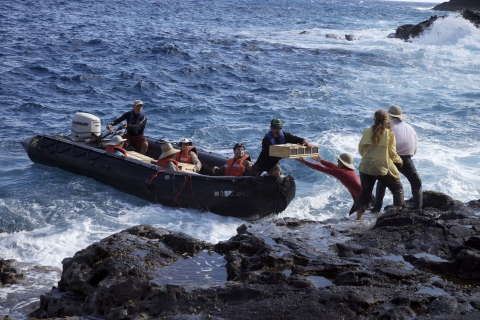 People handing off birds in holding cages to other people on a small boat on a rocky coast. Sea conditions are rough. 