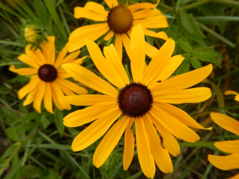 A close-up of a black-eyed susan shows bright yellow petals with a brown center.
