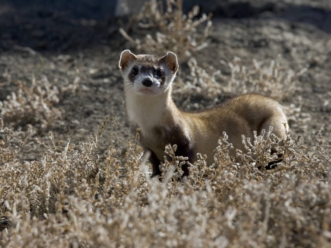 A black-footed ferret stands among dried vegetation. 
