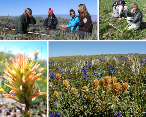 A collage photo with botanists working in the field in the top two pictures and pictures of the flowers in the bottom two pictures. 