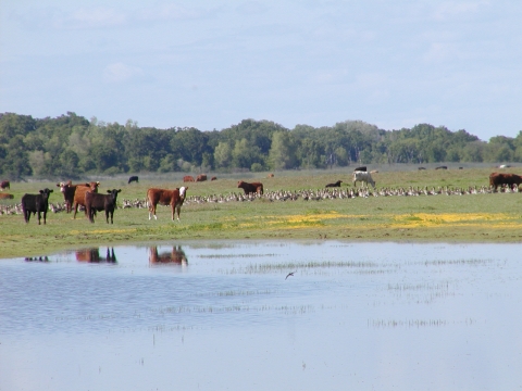 Cattle grazing near a vernal pool. There is a flock of geese and purple and yellow wildflowers among the cattle.