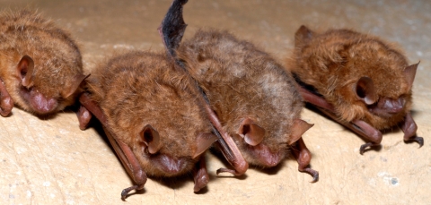 Cluster of Tricolored Bats