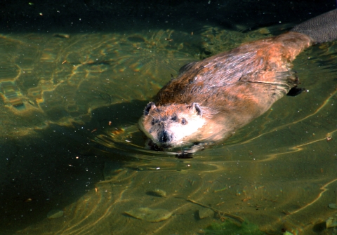 A beaver floating on the surface of a shallow pond
