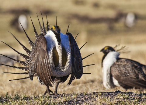 Sage-Grouse