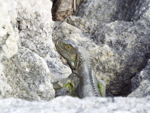 A green iguana poking its head out from rocks.