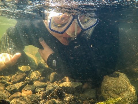 A woman snorkeling underwater near a rocky river bottom