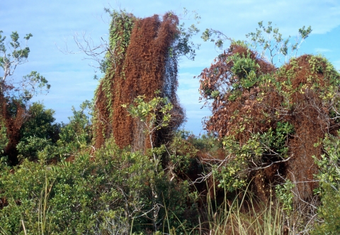 Invasive ferns covering trees