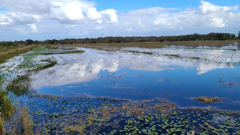 Blue sky and white clouds reflect off an open wetland with a few emergent plants. 