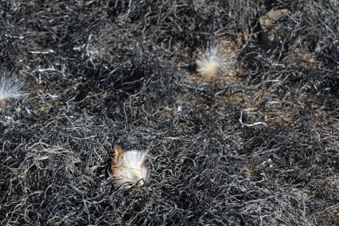 milkweed "cotton" in burned area