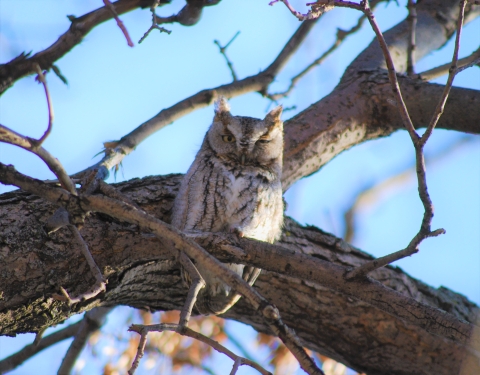 Screech- Owl in a tree looking into the camera