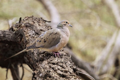 Mourning Dove