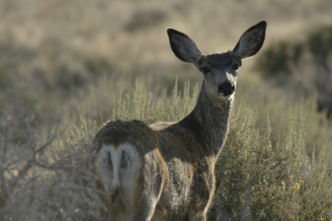 close up of mule deer doe standing in green sagebrush habitat 