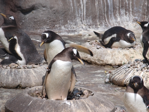 penguins on nests
