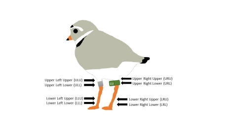 Illistration of a piping plover in breeding plumage banded with a metal band on the ULL leg position and an alpha-numeric flag on the URL leg position.
