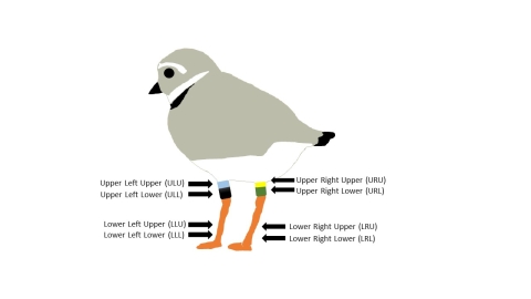 Illustration of a piping plover in nonbreeding plumage banded with two color bands above the joint on both legs on the ULU, ULL, URU, and URL leg positions. The bands on the ULU and URU leg positions are partially obscured by feathers.