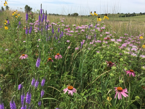A close up view of a pollinator planting shows a variety of yellow, pink, and purple flowers. 