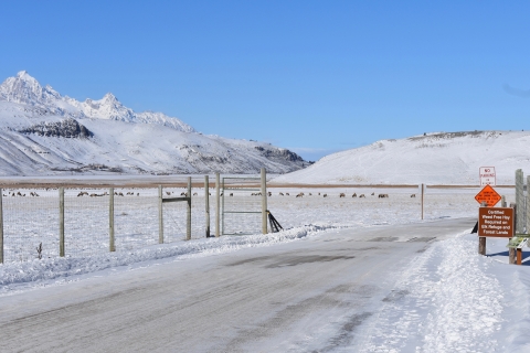 Snowy road with distant mountains and elk.