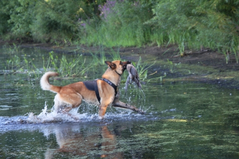  Rudi emerging from water with bird in mouth