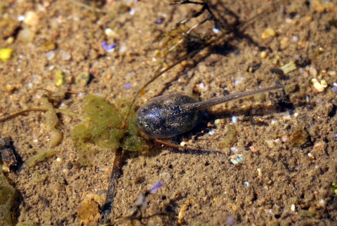 A western spadefoot toad tadpole noses a bit of algae