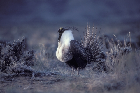 Greater Sage-Grouse