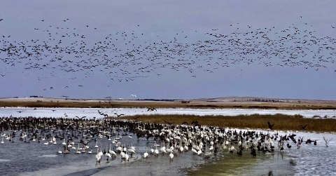 Trumpeter Swans and Canada geese at Lacreek NWR