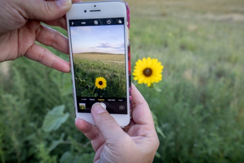 A person holding a smartphone to take a photo of a sunflower