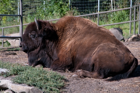 Wood Bison