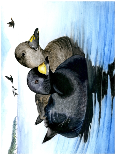 two black ducks with yellow bills swim next to each other, while three black ducks fly overhead