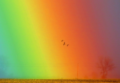 A very vivid, close to the ground rainbow with geese flying in front of it over a flat field