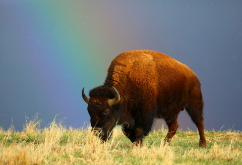 A large, sunlit bison in a grassy field with a portion of a rainbow behind it