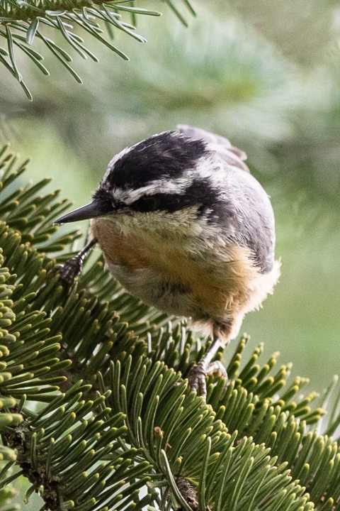Red breasted nut hatch on Canaan fir branch