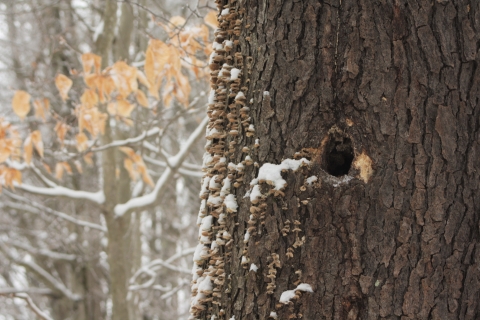 Hole in tree created by woodpecker