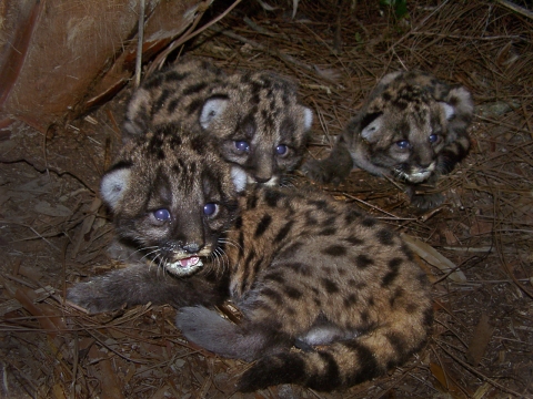 Three young spotted felines on the ground staring at the camera. 