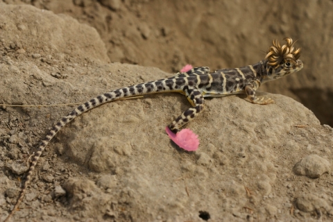 A blunt-nosed leopard lizard with messy bedhead and pink fuzzy slippers