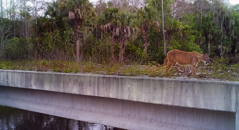 Adult panther walks over a concrete structure with lush sub-tropical vegetation serving as a backdrop.