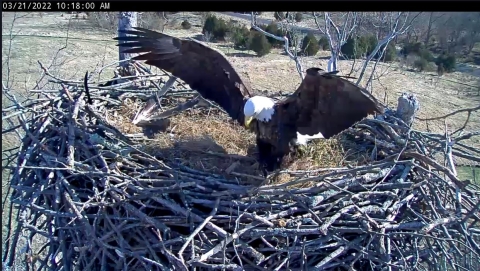 eagle adding cornstalks to nest