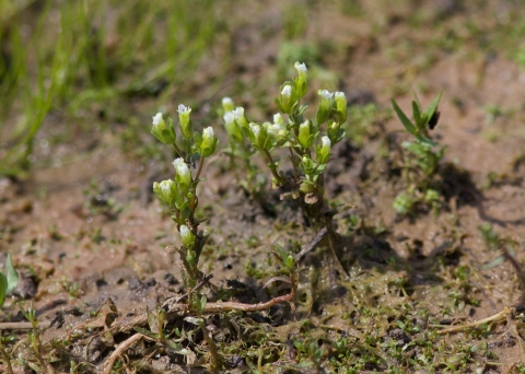 A small white flower with green leaves rises from the mud of a vernal pool