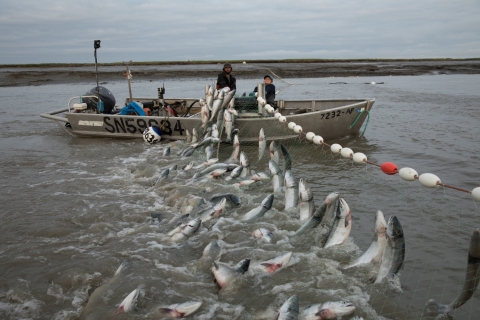 Sockeye salmon near the mouth of the Kvichak River in Bristol Bay. Corey Arnold photo