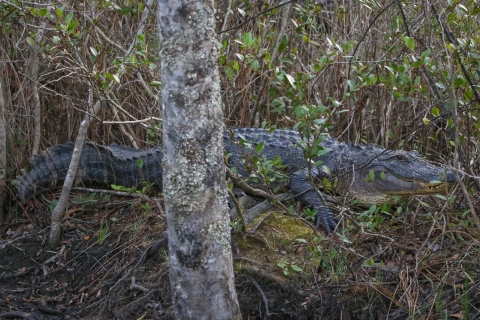 Alligator crawling through the brush in a forest