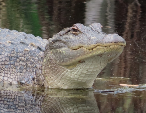 Close-up Alligator in water
