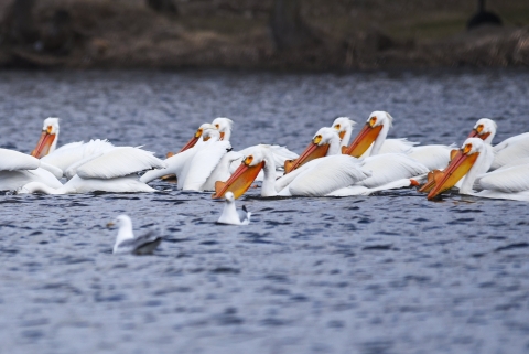 American White Pelicans swimming in the water