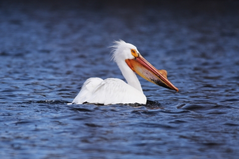 American white pelican on the water