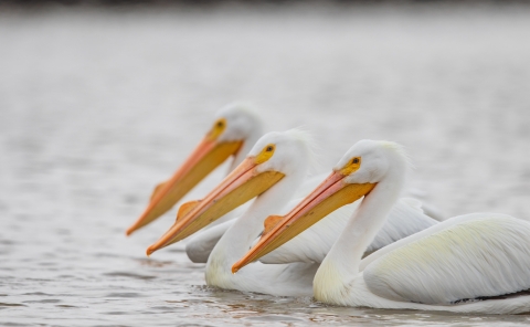 Three American White Pelicans wading in the water.