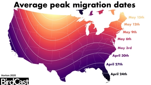 Map of lower 48 states showing estimated peak bird migration dates from April 24-May 15