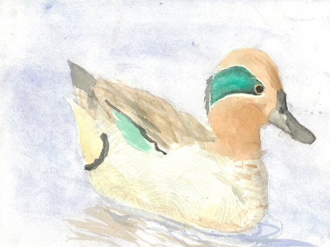 Iowa Junior Duck Stamp Contest Best Of Show green-wing teal watercolor painting by Sevriena Postma