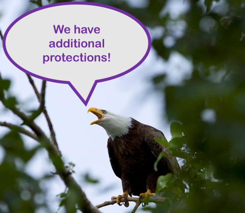 an eagle on a branch with a bubble coming out of its mouth that says "we have additional protections!"