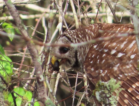 Barred owl in tree eating a crayfish