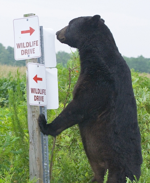 Black bear standing on hind feet next to a road sign that reads 'Wildlife Drive'