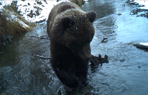 a bear in a creek with snow on the banks